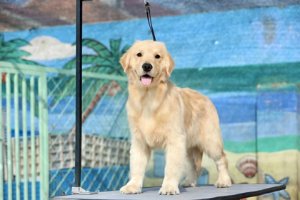 五月齡公犬